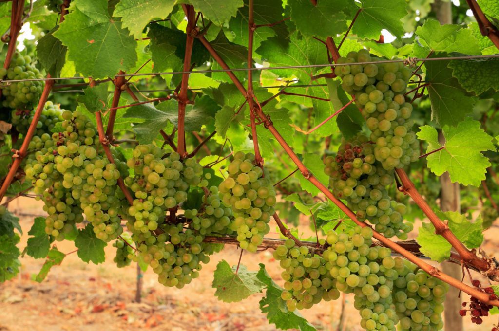 Winery Wastewater Treatment