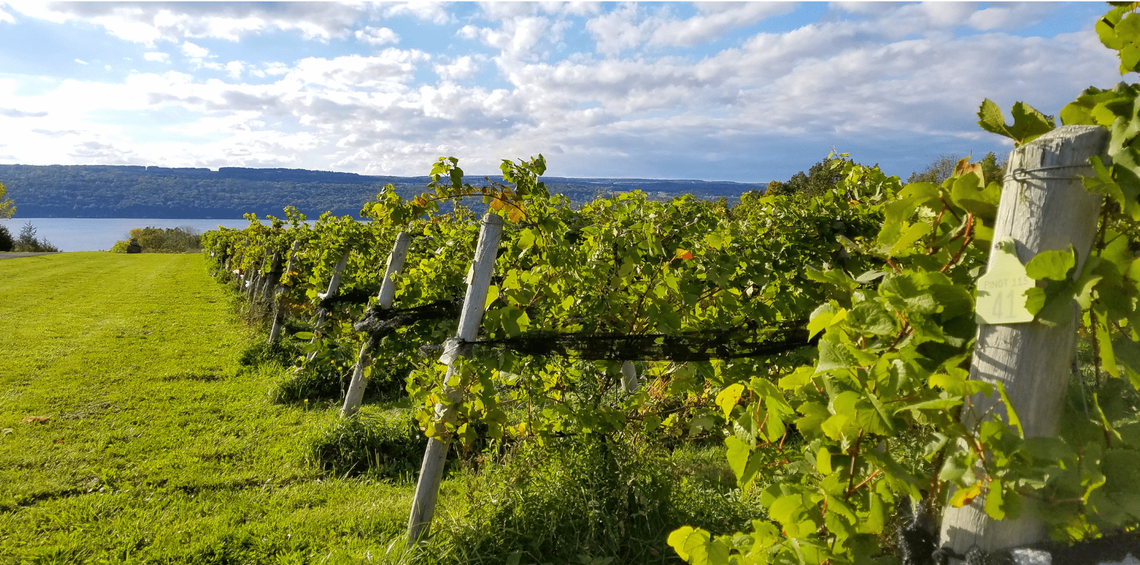 Winery Wastewater System